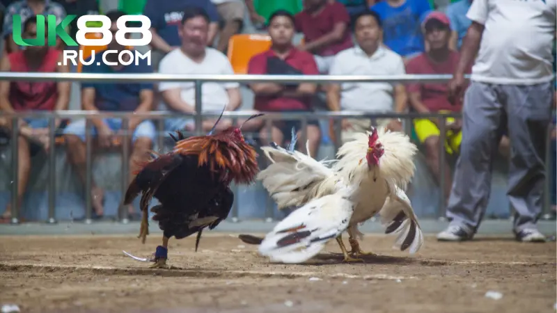 Sảnh Đá Gà Uk88 trực quan, cung cấp nhiều kèo cược hấp dẫn