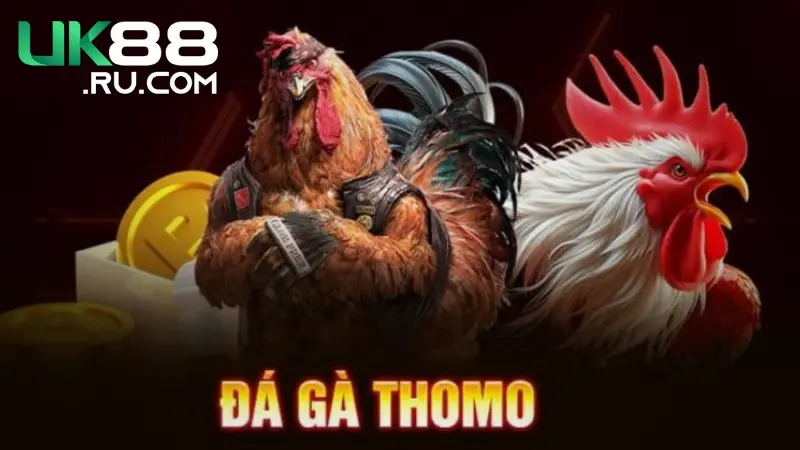 Tại sao đá gà Thomo Campuchia được yêu thích?