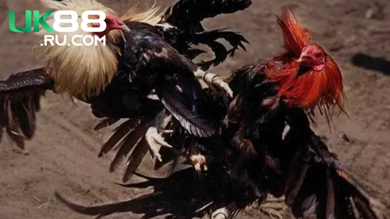 Đá Gà Thomo Campuchia - Đỉnh Cao Của Đá Gà Trực Tuyến 3 Dịch vụ hỗ trợ khách hàng chuyên nghiệp