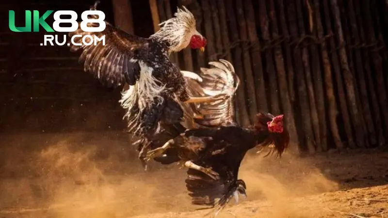 Đá Gà Thomo Campuchia - Đỉnh Cao Của Đá Gà Trực Tuyến 1 Những trải nghiệm cá cược hấp dẫn nhất