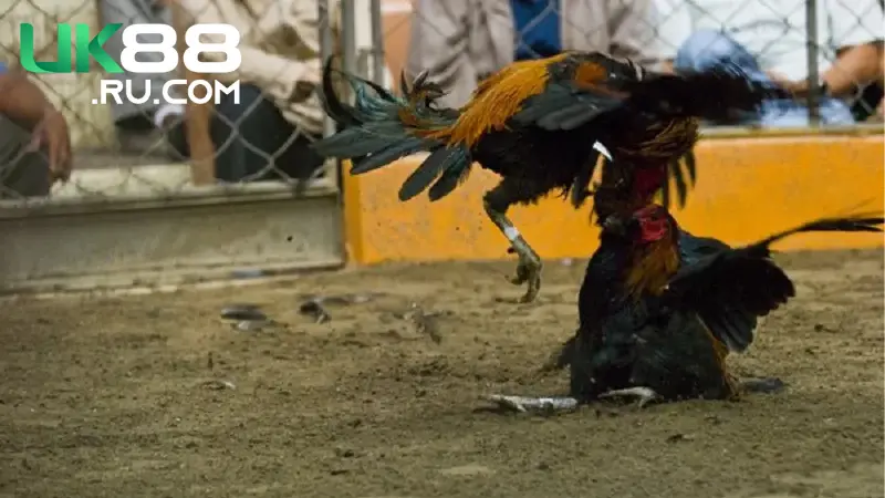 Tại sảnh Đá Gà Uk88 hội tụ nhiều giống gà nổi tiếng